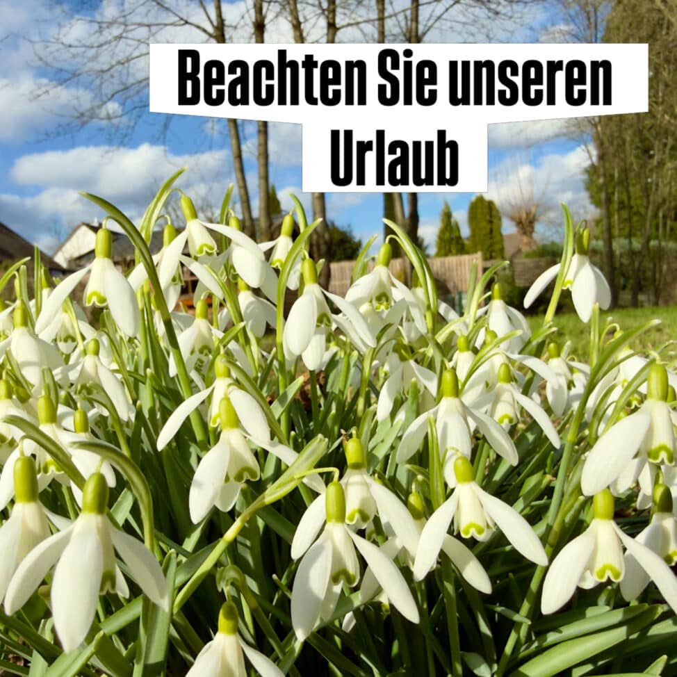 Schneeglöckchen im Frühling blühen.
