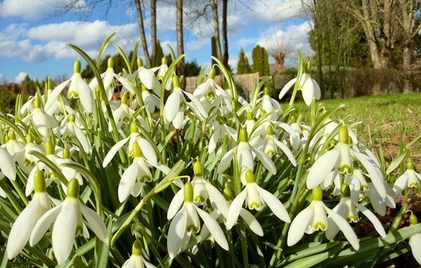 Urlaub im März 2026 1 Schneeglöckchen blühen im Garten
